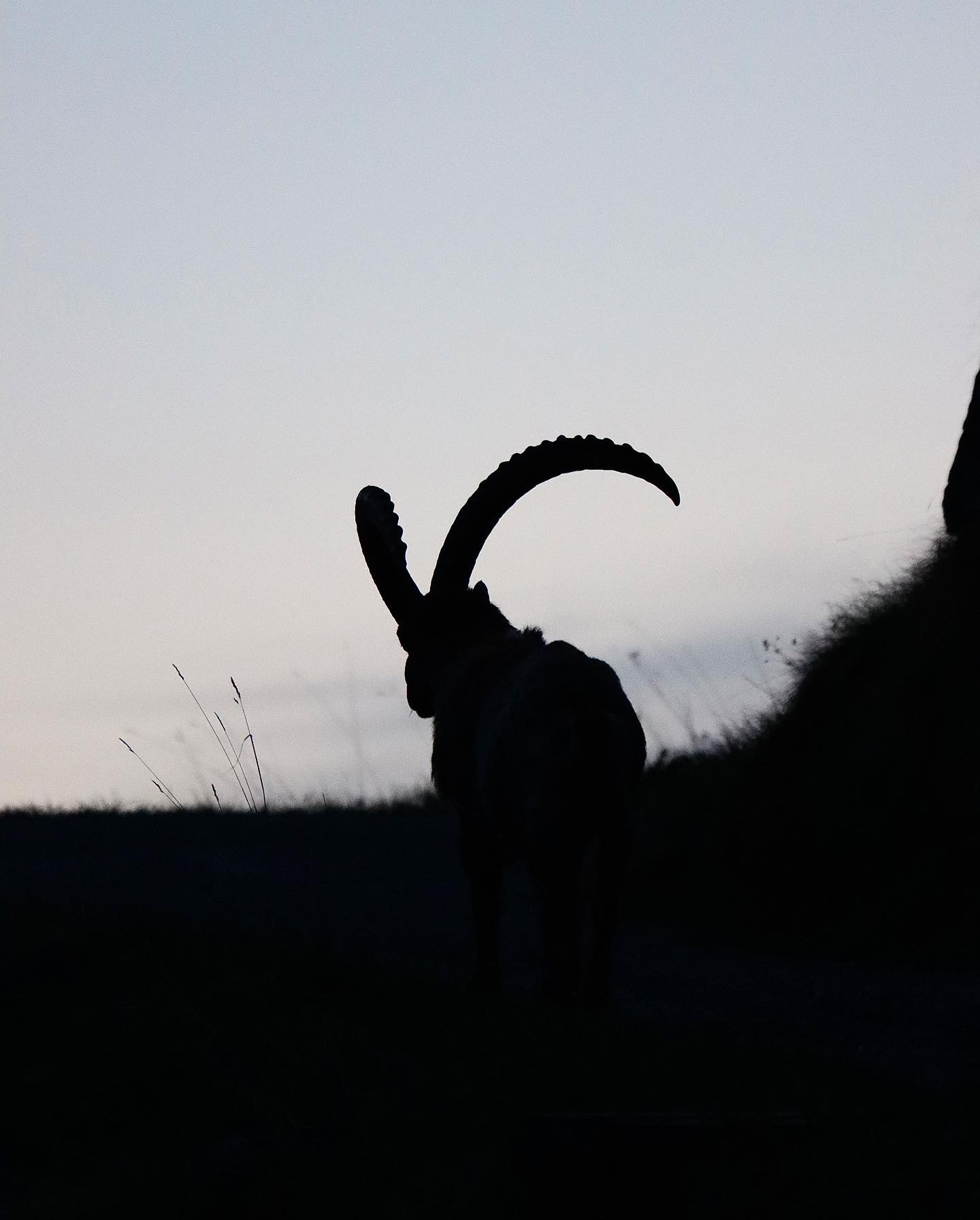 Le Sentier des Chamois : immersion au cœur du Val de Bagnes